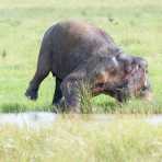 All African elephants of both sexes have tusks, but in Asia only a very low number of males  grow tasks, which are elongates incisors. A large mature bull Asian elephant, Elephas maximus, cought while sinking his tusks in the mud to clean them. Wilpattu National Park, Sri Lanka, Asia. Nikon D4, 500mm, f/4.0