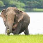 Large bull Asian elephant, Elephas maximus, getting plenty of food on the banks of a lake. Wilpattu National Park. Sri Lanka, Asia. Nikon D4, 500mm, f/4.0, TC-14 E II