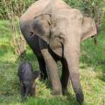 Very young calf Asian elephant, Elephas maximus, walking along side his mother. Minneriya National Park, Sri Lanka, Asia. Nikon D4, 24-120mm, f/4.0, VR