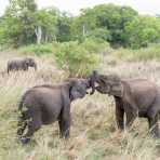 Two young playful Asian elephants, Elephas maximus, in a friendly skirmish at Minneriya National Park, Sri Lanka, Asia. Nikon D4, 24-120mm, f/4.0, VR