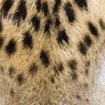 The amazing eyes of the 'king' of Yala National Park, the majestic leopard, Panthera pardus kotiya, Sri Lanka, Asia. Nikon D4, 500mm, f/4.0