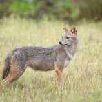 A golden-backed jackals, Canes aureus, at Wilpattu National Park, Sri Lanka, Asia. Nikon D4, 500mm, f/4.0