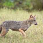 A golden-backed jackals, Canes aureus, leaking his nose, at Wilpattu National Park, Sri Lanka, Asia. Nikon D4, 500mm, f/4.0