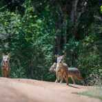 Three golden-backed jackals, Canes aureus, at Yala National Park, Sri Lanka, Asia. Nikon D4, 500mm, f/4.0