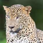 The 'king' of Yala National Park, the majestic leopard, Panthera pardus kotiya. Sri Lanka, Asia. Nikon D4, 500mm, f/4.0
