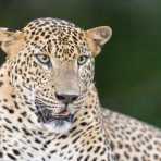 The 'king' of Yala National Park, the majestic leopard, Panthera pardus kotiya. Sri Lanka, Asia. Nikon D4, 500mm, f/4.0