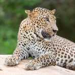 The 'king' of Yala National Park, the majestic leopard, Panthera pardus kotiya, resting on a granite rock. Sri Lanka, Asia. Nikon D4, 200-400mm, f/4.0, VR