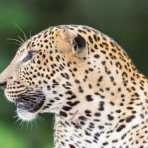 The 'king' of Yala National Park, the majestic leopard, Panthera pardus kotiya. Sri Lanka, Asia. Nikon D4, 500mm, f/4.0