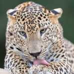 The 'king' of Yala National Park, the majestic leopard, Panthera pardus kotiya, grooming his paw. Sri Lanka, Asia. Nikon D4, 500mm, f/4.0