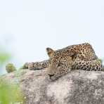 The 'king' of Yala National Park, the majestic leopard, Panthera pardus kotiya, resting on a granite rock. Sri Lanka, Asia. Nikon D4, Sigma 300-800mm, f/5.6
