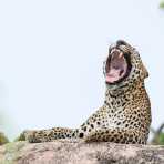The 'king' of Yala National Park, the majestic leopard, Panthera pardus kotiya, taking a large yawning, showing an impressive set of fangs. Sri Lanka, Asia. Nikon D4, Sigma 300-800mm, f/5.6