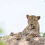 The 'king' of Yala National Park, the majestic leopard, Panthera pardus kotiya, resting on a granite rock. Sri Lanka, Asia. Nikon D4, Sigma 300-800mm, f/5.6