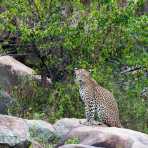 The 'king' of Yala National Park, the majestic leopard, Panthera pardus kotiya. Sri Lanka, Asia. Nikon D4, 500mm, f/4.0