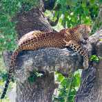 A large adult male leopard, Panthera pardus kotiya, the 'king' of Yala National Park, resting on a tree. Sri Lanka, Asia. Nikon D4, 500mm, f/4.0, TC-20 E III