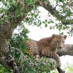 A large adult male leopard, Panthera pardus kotiya, the 'king' of Yala National Park, resting on a tree. Sri Lanka, Asia. Nikon D4, 500mm, f/4.0, TC-20 E III