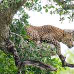 A large adult male leopard, Panthera pardus kotiya, the 'king' of Yala National Park, resting on a tree. Sri Lanka, Asia. Nikon D4, 500mm, f/4.0, TC-20 E III