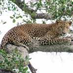 A large adult male leopard, Panthera pardus kotiya, the 'king' of Yala National Park, resting on a tree. Sri Lanka, Asia. Nikon D4, 500mm, f/4.0, TC-20 E III