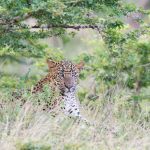 A young cub leopard, Panthera pardus kotiya, waiting for his mother at Yala National Park, Sri Lanka, Asia. Nikon D4, Sigma 300-800mm, f/5.6
