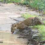 The majestic leopard, Panthera pardus kotiya, drinking from a puddle. Wilpattu National Park, Sri Lanka, Asia. Nikon D4, 200-400mm, f/4.0, VR