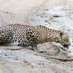 The majestic leopard, Panthera pardus kotiya, drinking from a puddle. Wilpattu National Park, Sri Lanka, Asia. Nikon D4, 200-400mm, f/4.0, VR