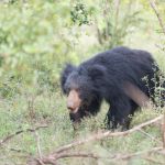 A male sloth bear hunting for food at Yala National Park. Sri Lanka, Asia. Nikon D4, 70-200mm, f/2.8, VR II