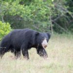 A male sloth bear hunting for food at Wilpattu National Park. Sri Lanka, Asia. Nikon D4, 500mm, f/4.0