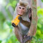 A toque macaque, Macaca sinica, enjoying a stolen mango seed. Wilpattu National Park, Sri Lanka, Asia. Nikon D4, 200-400mm, f/4.0, VR