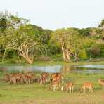 A herd of white-spotted deers pasturing at sunset. Yala National Park, Sri Lanka, Asia. Nikon D4, 70-200mm, f/2.8, VR II