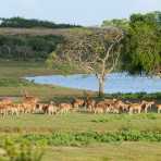 A herd of white-spotted deers pasturing at sunset. Yala National Park, Sri Lanka, Asia. Nikon D4, Sigma 300-800mm, f/5.6