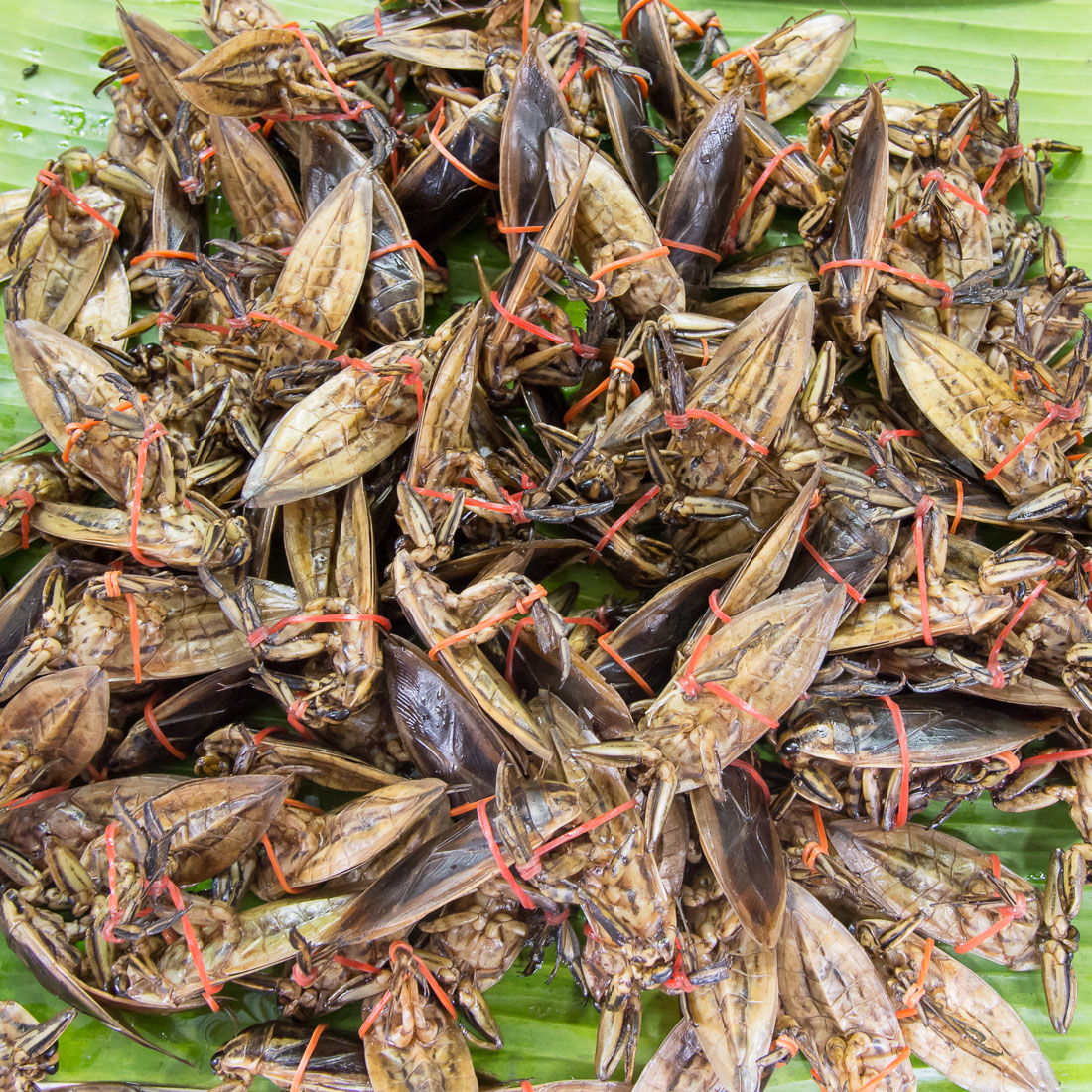 Fried gigantic water bugs for sale at the market in Thoen district, Kingdom of Thailand, Indochina, South East Asia.