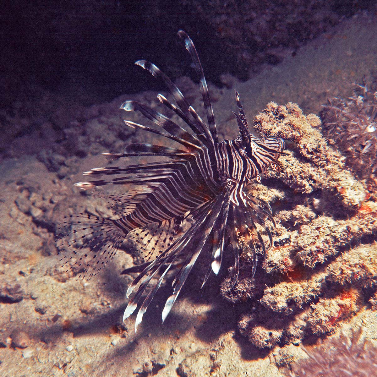 lion_fish_jpg