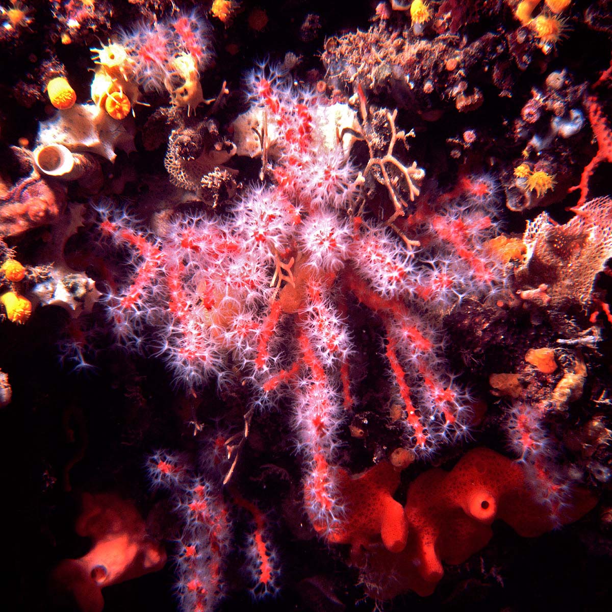 red_coral_0002.jpg