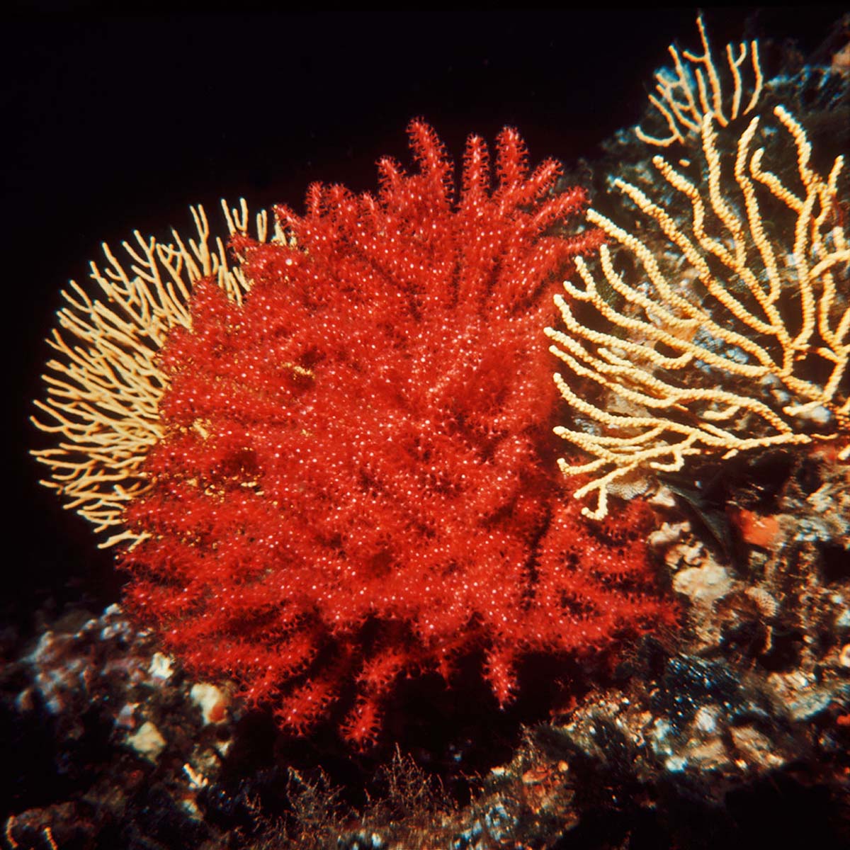 red_gorgonia.jpg