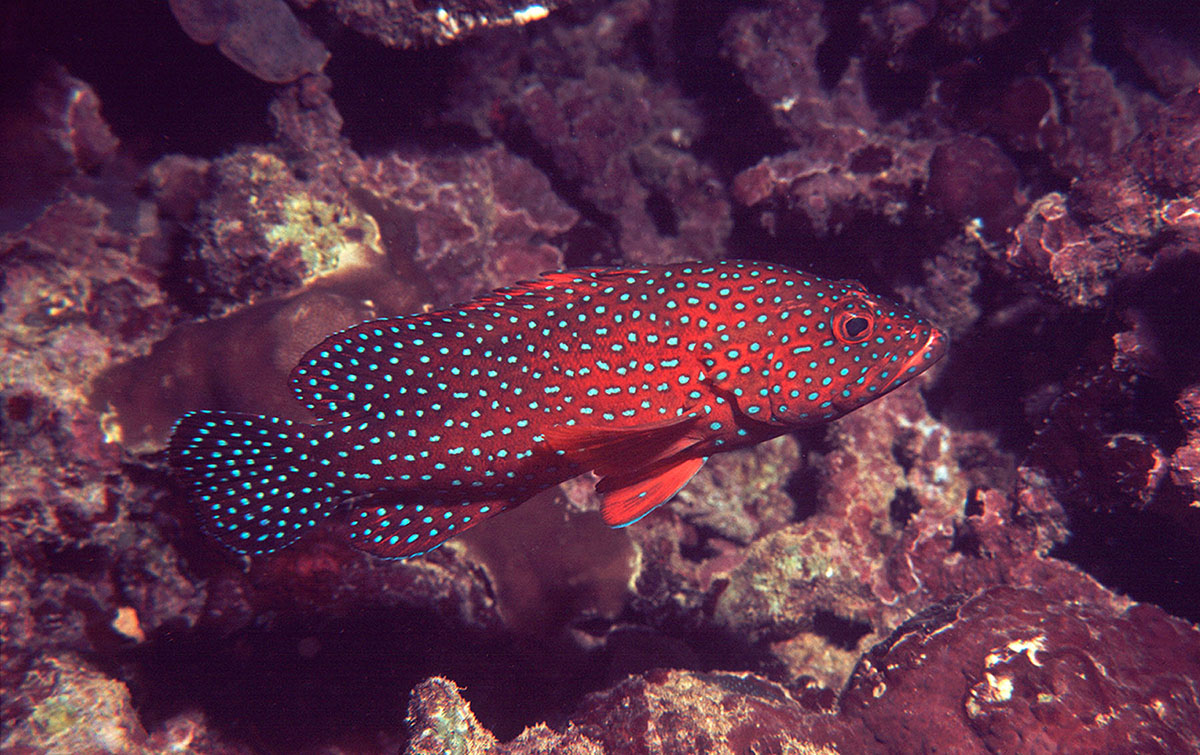 red_grouper.jpg