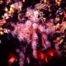 red_coral_0002.jpg