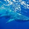 whale_shark_2002_0002.jpg