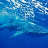 whale_shark_2002_0002.jpg