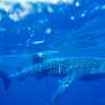 whale_shark_2002_0004.jpg