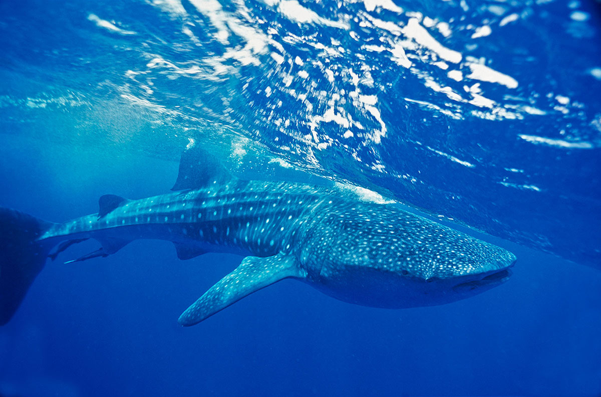 whale_shark_2002_0002.jpg