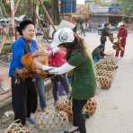 A woman is examine a chicken anus to check signs of infection. Viet Nam, Indochina, South East Asia.