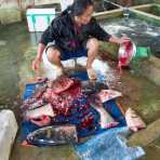 Woman cutting large fishes with a Chinese cleaver, Bac Ha market, Lao Cai province. Viet Nam, Indochina, South East Asia.