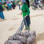 Woman from the Black Hmong people ethnic minority group selling piglets  at the busy market in Dong Van, Ha Giang Province, Viet Nam, Indochina, South East Asia.