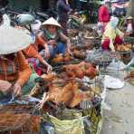 Chicken vendors at Hoi An market. Quang Nam Province, Viet Nam, Indochina, South East Asia.