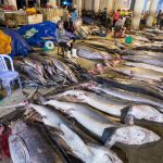 The big fishes section at the rich wholesale fish market in Da Nang, Viet nam, Indochina, South East Asia. Nikon D4, 20mm, f/2.8