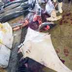 Manta ray at the big fishes section at the rich wholesale fish market in Da Nang, Viet nam, Indochina, South East Asia