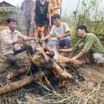 Young men from the Black Tai people ethnic minority roasting a full calf on the road ditch for big celebration, Lai Chau province. Viet Nam, Indochina, South East Asia.