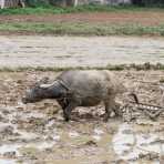 Water buffalo at work, plowing flooded rice fields. Viet Nam, Indochina, South East Asia.