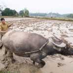 Water buffalo at work, plowing flooded rice fields. Viet Nam, Indochina, South East Asia.
