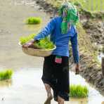 Black Tai woman carrying rice seedling, Lau Chau province. Viet Nam, Indochina, South East Asia.
