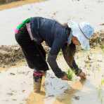 Black Tai woman planting rice seedling, Lai Chau province. Viet Nam, Indochina, South East Asia.